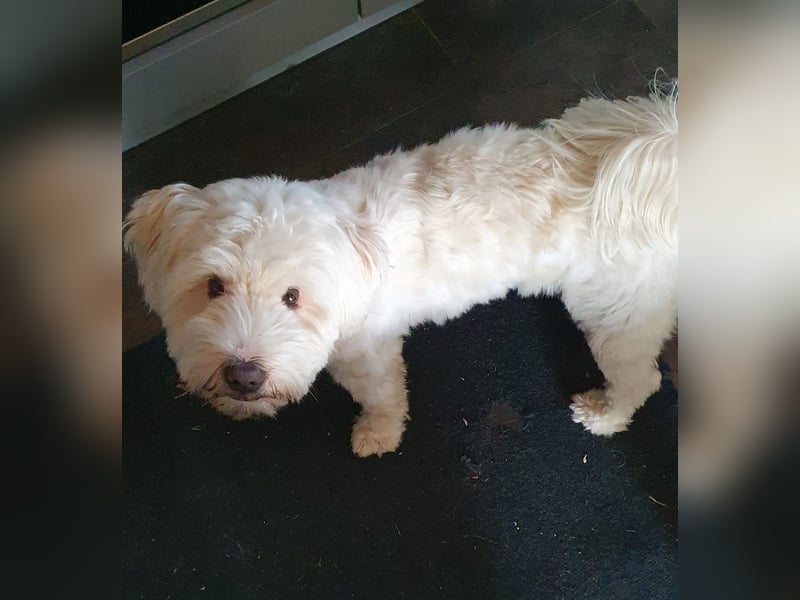 Wunderschöner reinrassiger Tibet Terrier Rüde abzugeben