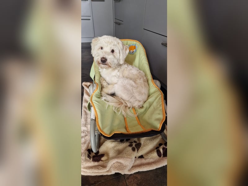 Wunderschöner reinrassiger Tibet Terrier Rüde abzugeben