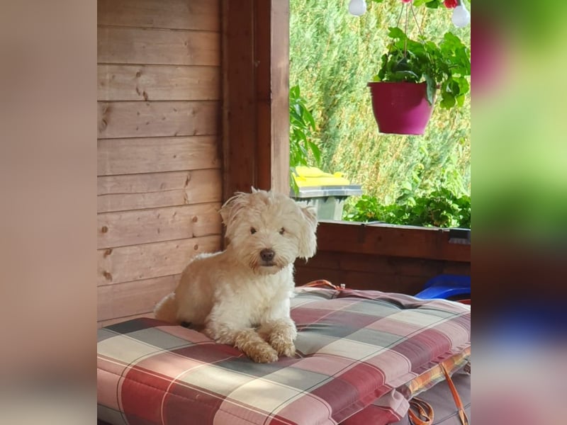 Wunderschöner reinrassiger Tibet Terrier Rüde abzugeben