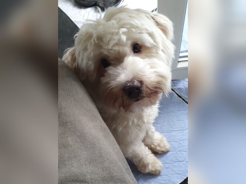 Wunderschöner reinrassiger Tibet Terrier Rüde abzugeben