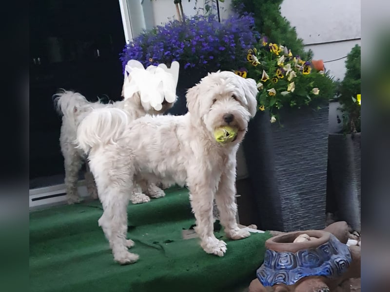 Wunderschöner reinrassiger Tibet Terrier Rüde abzugeben