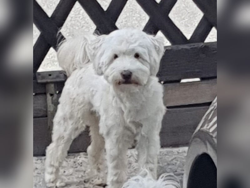 Wunderschöner reinrassiger Tibet Terrier Rüde abzugeben