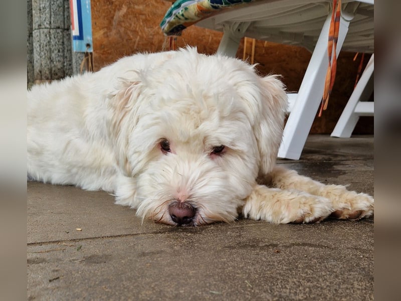 Wunderschöner reinrassiger Tibet Terrier Rüde abzugeben