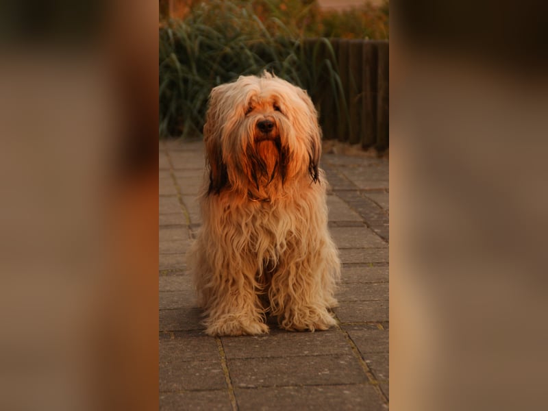 Tibet Terrier Deckrüde