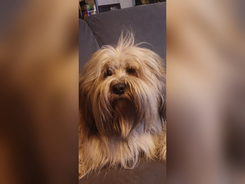 Tibet Terrier Deckrüde