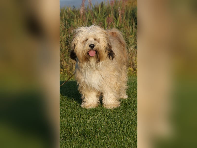 Tibet Terrier Deckrüde