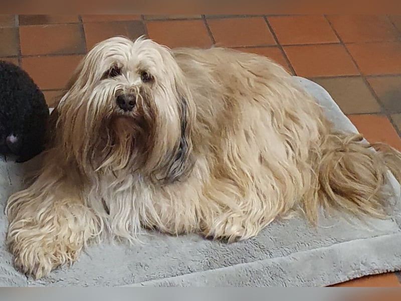 Tibet Terrier Deckrüde