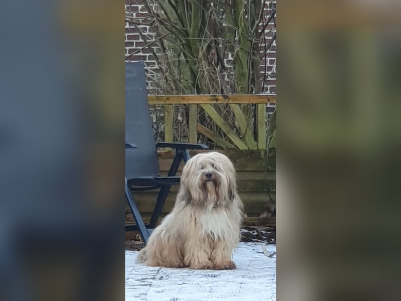 Tibet Terrier Deckrüde