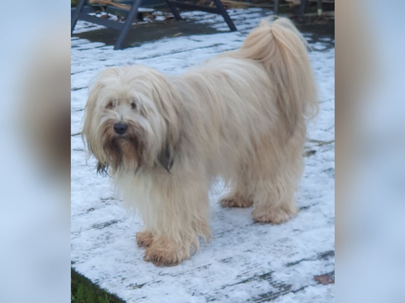 Tibet Terrier Deckrüde