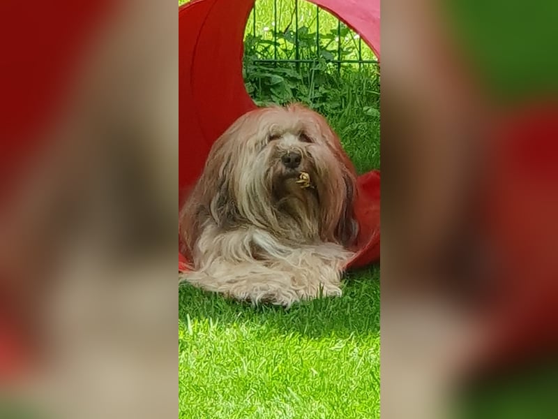 Tibet Terrier Deckrüde