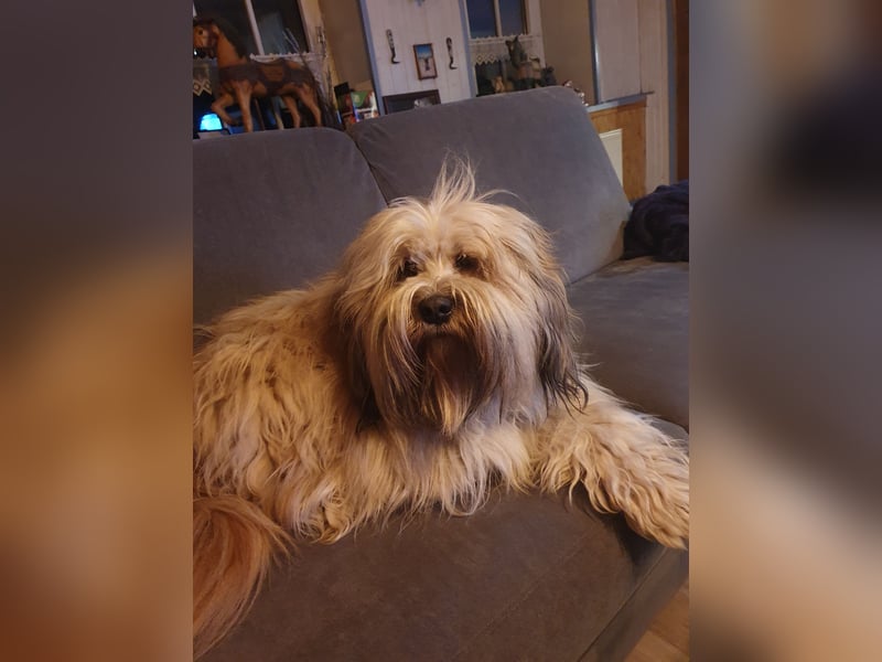 Tibet Terrier Deckrüde