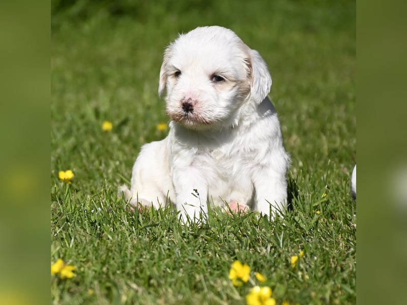 traumhaft hübscher Tibet Terrier Welpen aus erfahrender Zucht  sind geboren dürfen im Juni ausziehen