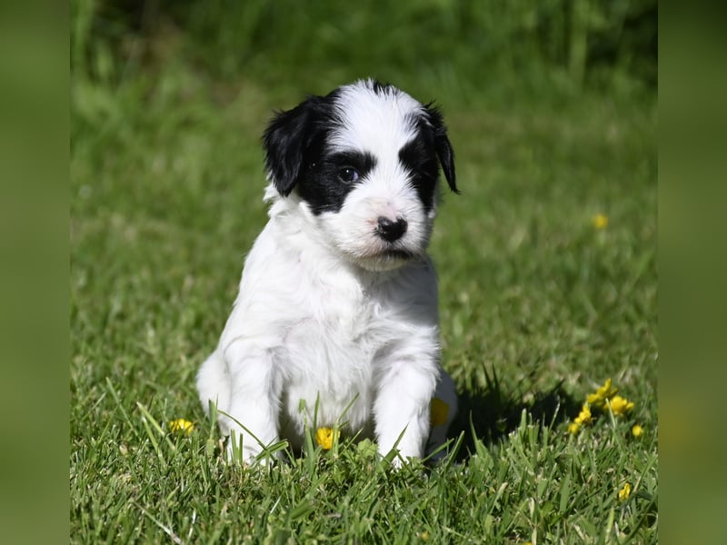 traumhaft hübscher Tibet Terrier Welpen aus erfahrender Zucht  sind geboren dürfen im Juni ausziehen