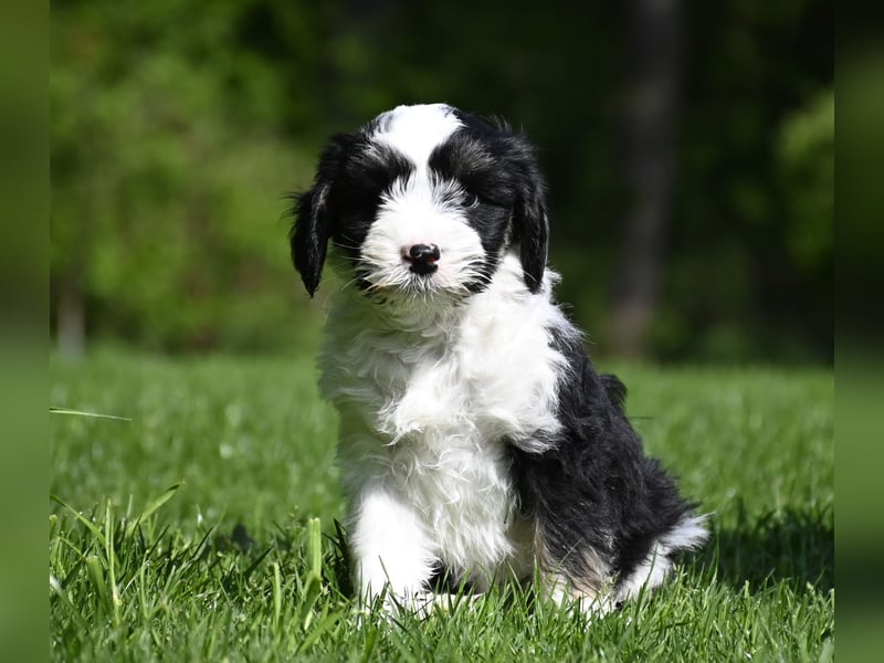 Hallöchen, ich bin ein traumhaft hübscher anhänglicher Tibet Terrier Welpe, Rüde, und darf ausziehen
