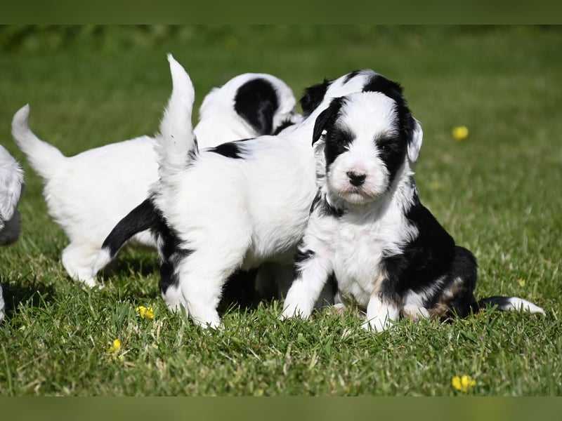 traumhaft hübscher Tibet Terrier Welpen aus erfahrender Zucht  sind geboren dürfen im Juni ausziehen