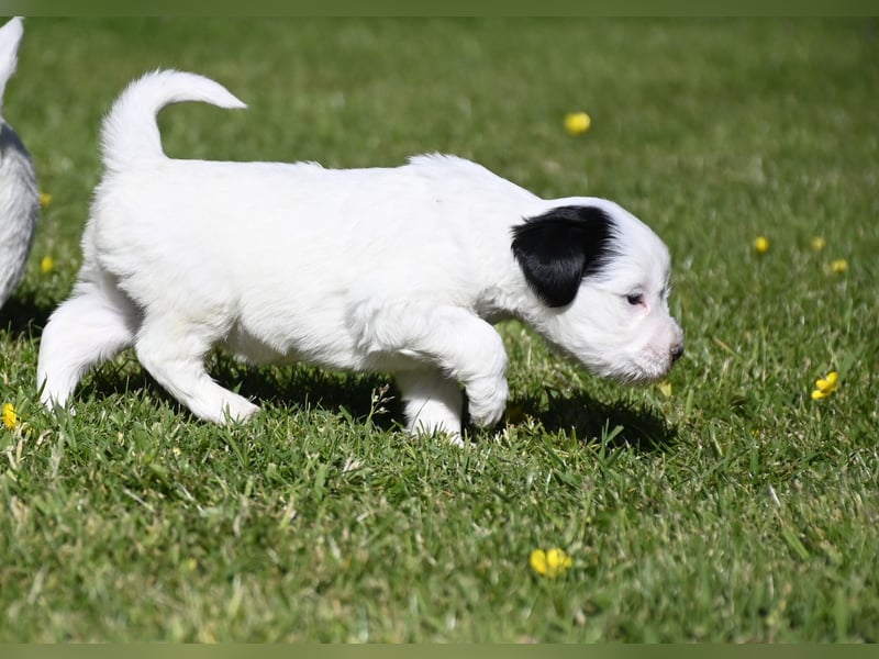 traumhaft hübscher Tibet Terrier Welpen aus erfahrender Zucht  sind geboren dürfen im Juni ausziehen