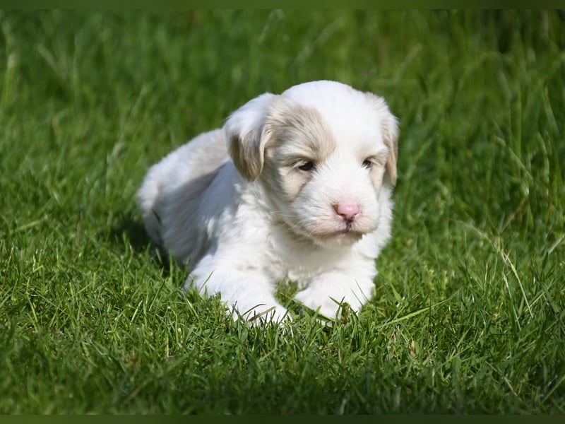 traumhaft hübscher Tibet Terrier Welpen aus erfahrender Zucht  sind geboren dürfen im Juni ausziehen
