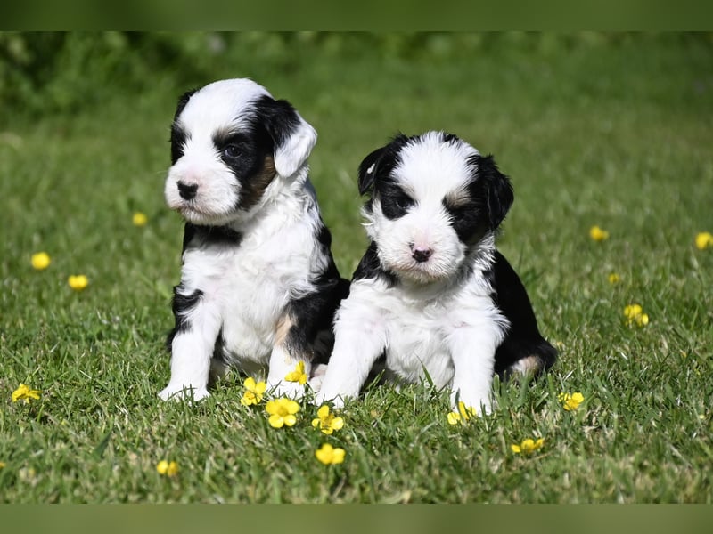 traumhaft hübscher Tibet Terrier Welpen aus erfahrender Zucht  sind geboren dürfen im Juni ausziehen