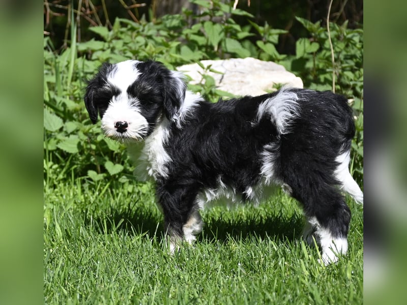 Hallöchen, ich bin ein traumhaft hübscher anhänglicher Tibet Terrier Welpe, Rüde, und darf ausziehen