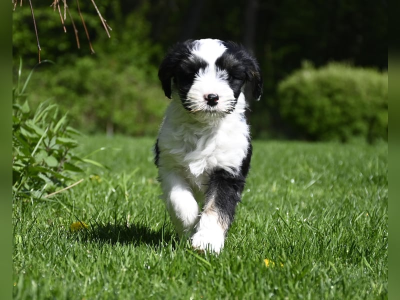 Hallöchen, ich bin ein traumhaft hübscher anhänglicher Tibet Terrier Welpe, Rüde, und darf ausziehen