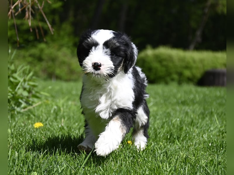 Hallöchen, ich bin ein traumhaft hübscher anhänglicher Tibet Terrier Welpe, Rüde, und darf ausziehen