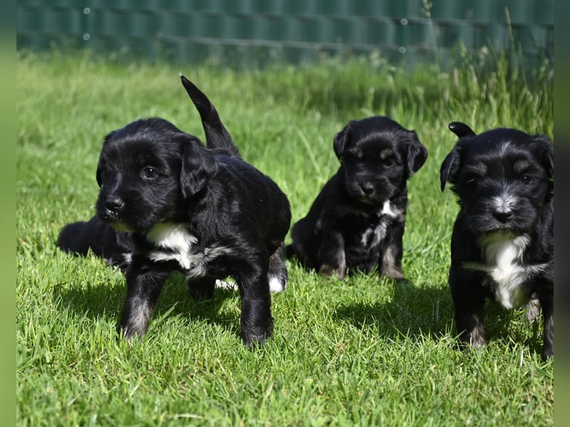 traumhaft hübscher Tibet Terrier Welpen aus erfahrender Zucht  sind geboren dürfen im Juni ausziehen