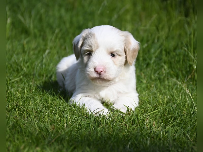 traumhaft hübscher Tibet Terrier Welpen aus erfahrender Zucht  sind geboren dürfen im Juni ausziehen