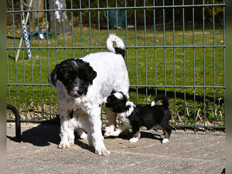 Hallöchen, ich bin ein traumhaft hübscher anhänglicher Tibet Terrier Welpe, Rüde, und darf ausziehen