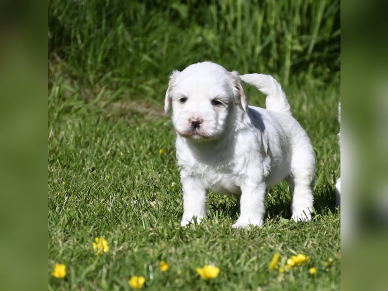 traumhaft hübscher Tibet Terrier Welpen aus erfahrender Zucht  sind geboren dürfen im Juni ausziehen