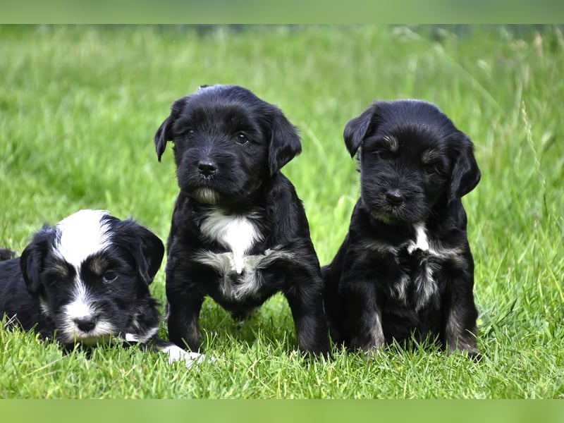 traumhaft hübscher Tibet Terrier Welpen aus erfahrender Zucht  sind geboren dürfen im Juni ausziehen