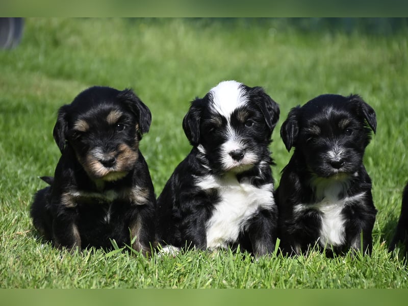 traumhaft hübscher Tibet Terrier Welpen aus erfahrender Zucht  sind geboren dürfen im Juni ausziehen
