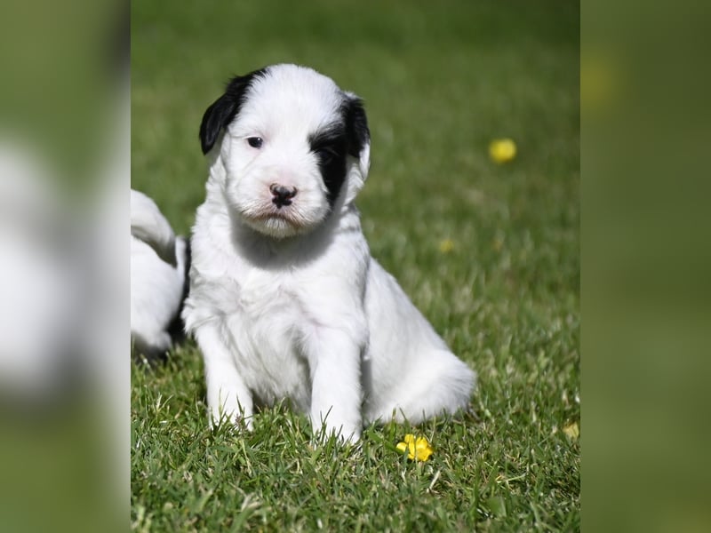 traumhaft hübscher Tibet Terrier Welpen aus erfahrender Zucht  sind geboren dürfen im Juni ausziehen