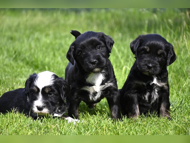traumhaft hübscher Tibet Terrier Welpen aus erfahrender Zucht  sind geboren dürfen im Juni ausziehen