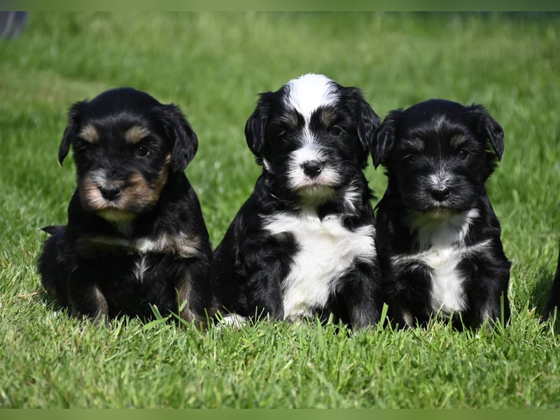 traumhaft hübscher Tibet Terrier Welpen aus erfahrender Zucht  sind geboren dürfen im Juni ausziehen