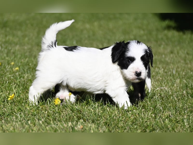 traumhaft hübscher Tibet Terrier Welpen aus erfahrender Zucht  sind geboren dürfen im Juni ausziehen