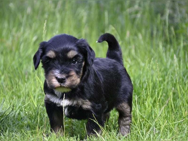 traumhaft hübscher Tibet Terrier Welpen aus erfahrender Zucht  sind geboren dürfen im Juni ausziehen
