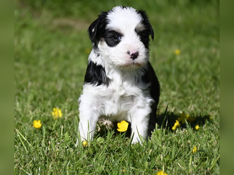 traumhaft hübscher Tibet Terrier Welpen aus erfahrender Zucht  sind geboren dürfen im Juni ausziehen