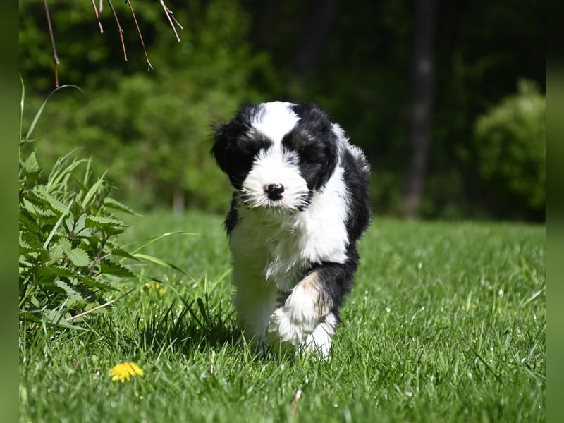 Hallöchen, ich bin ein traumhaft hübscher anhänglicher Tibet Terrier Welpe, Rüde, und darf ausziehen