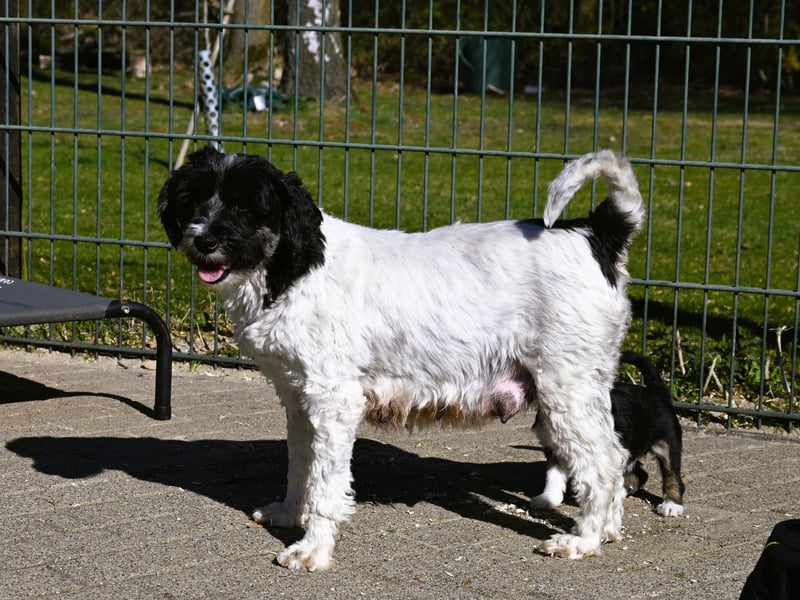 Hallöchen, ich bin ein traumhaft hübscher anhänglicher Tibet Terrier Welpe, Rüde, und darf ausziehen