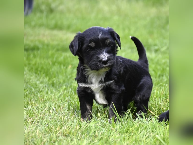 traumhaft hübscher Tibet Terrier Welpen aus erfahrender Zucht  sind geboren dürfen im Juni ausziehen