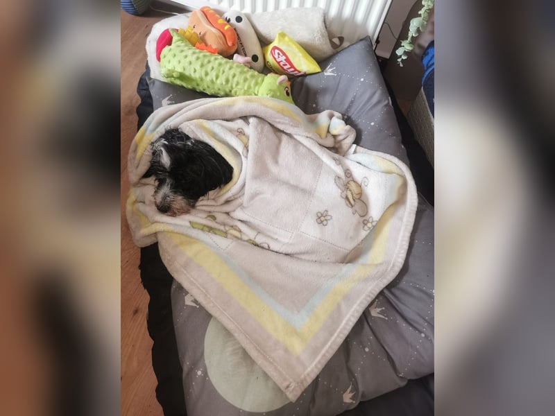 Reinrassiger Tibet Terrier sucht neues Zuhause, da Frauchen gestorben ist...