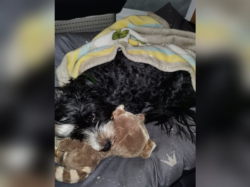 Reinrassiger Tibet Terrier sucht neues Zuhause, da Frauchen gestorben ist...