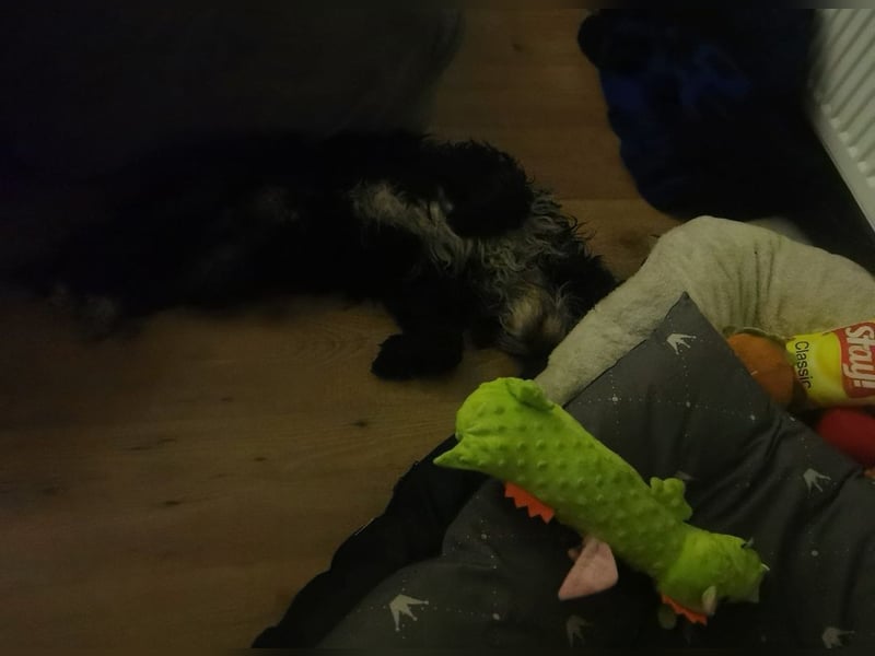 Reinrassiger Tibet Terrier sucht neues Zuhause, da Frauchen gestorben ist...