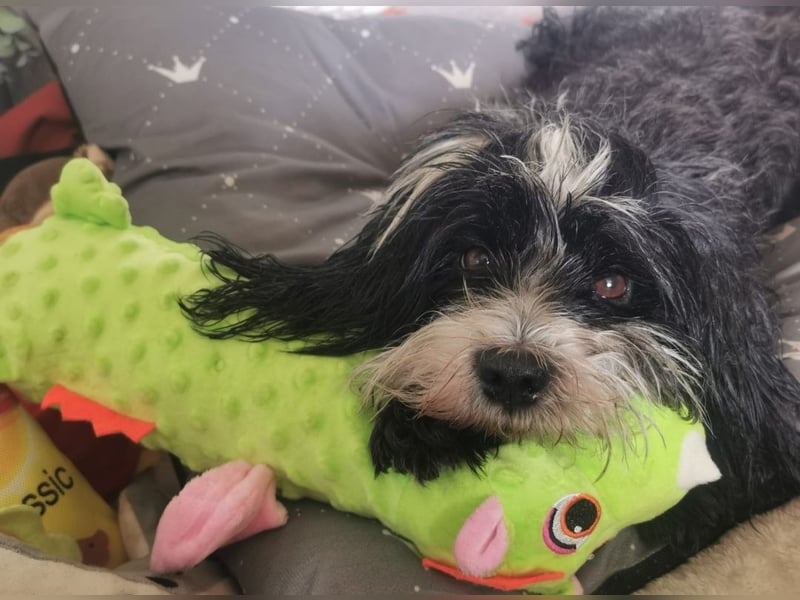 Reinrassiger Tibet Terrier sucht neues Zuhause, da Frauchen gestorben ist...