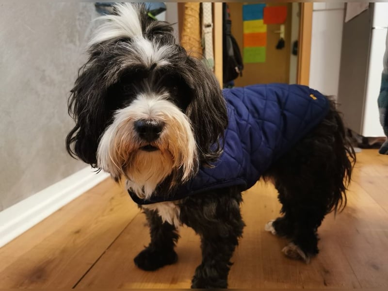 Reinrassiger Tibet Terrier sucht neues Zuhause, da Frauchen gestorben ist...