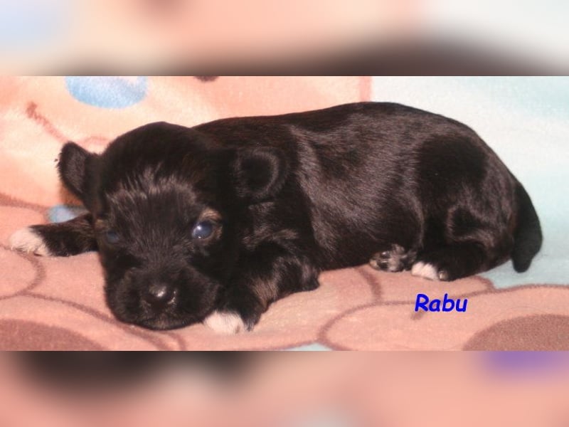 Kirsei-Kra Tibet Terrier Welpen ( VDH / ILT )