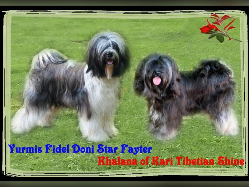 Kirsei-Kra Tibet Terrier Welpen ( VDH / ILT )
