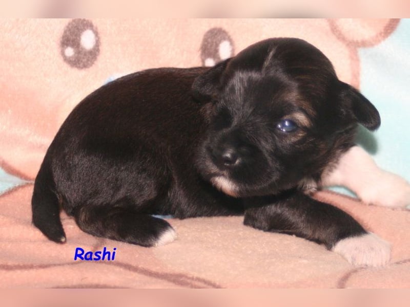 Kirsei-Kra Tibet Terrier Welpen ( VDH / ILT )