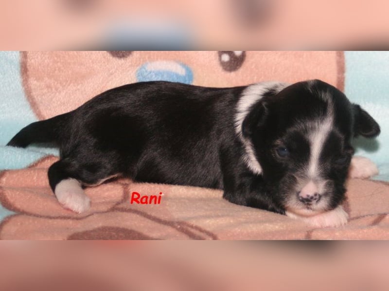 Kirsei-Kra Tibet Terrier Welpen ( VDH / ILT )