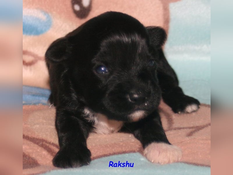 Kirsei-Kra Tibet Terrier Welpen ( VDH / ILT )
